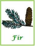Fir