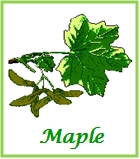 Maple