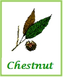 Chestnut