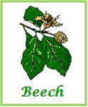 Beech