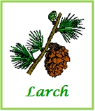 Larch