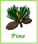 Pine