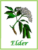 Elder